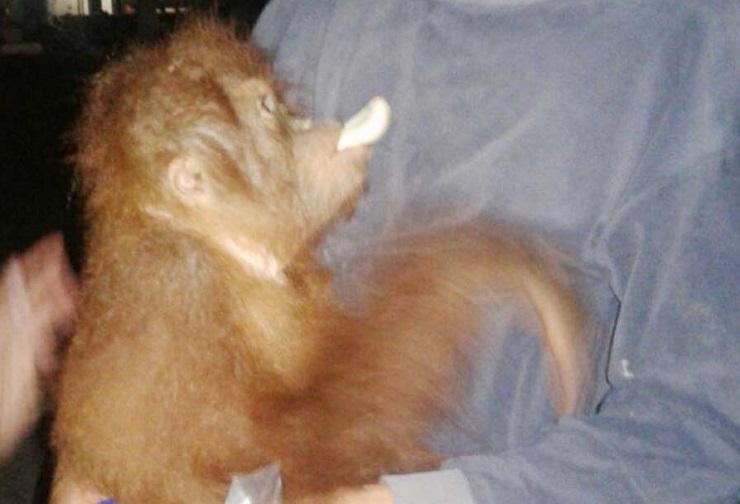 BKSDA Aceh Evakuasi Bayi Orangutan dari Warga