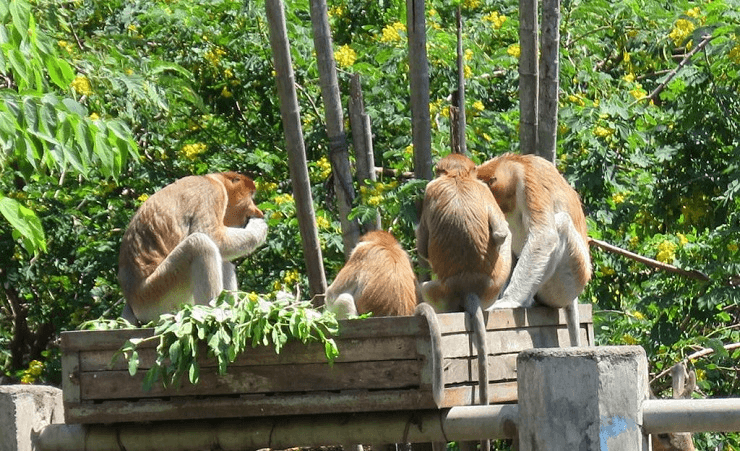 Kebun Binatang Surabaya: Bekantan Lepas karena Kalah Persaingan Teritori
