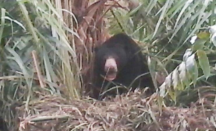 Beruang Madu Selamat dari Jerat Babi di Aceh Jaya