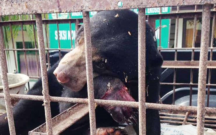 Terjebak Jerat untuk Babi, Beruang Betina di Aceh Utara Terpaksa Diamputasi