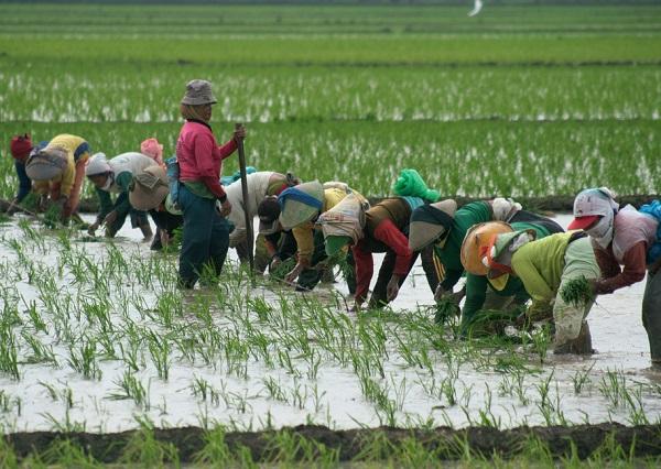 Petani: Percepatan Reforma Agraria Tak Cukup dengan Seruan Presiden Jokowi