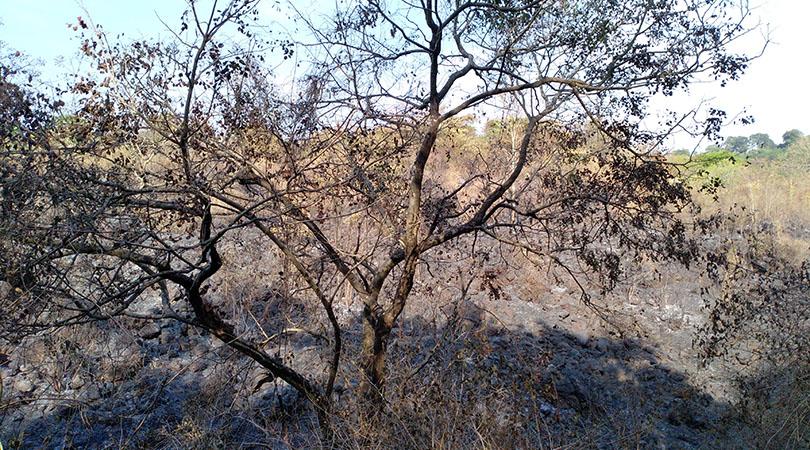 Kebakaran di Lereng Gunung Ciremai Capai Puluhan Hektar