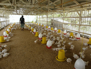 Stok Minim, Harga Daging Ayam di Mataram Melambung