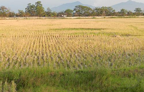 90 Ribu Hektar Tanah di Jateng Akan Diredistribusikan