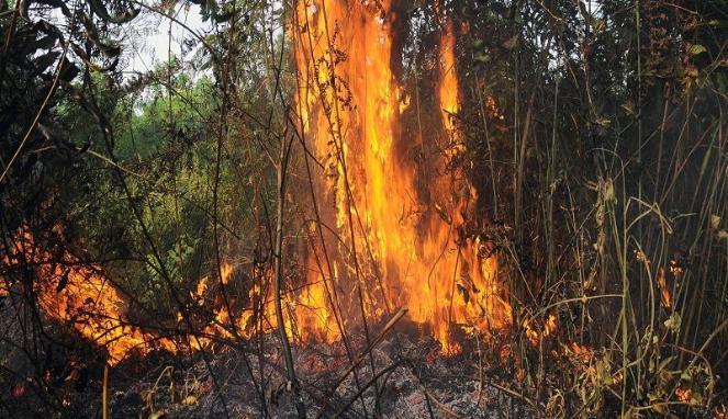 Petugas Selidiki Penyebab Kebakaran di Taman Nasional Baluran