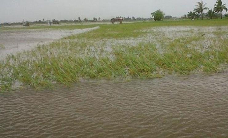 Sawah Rusak Kebanjiran di Bondowoso, Tak Ada Asuransi Pertanian