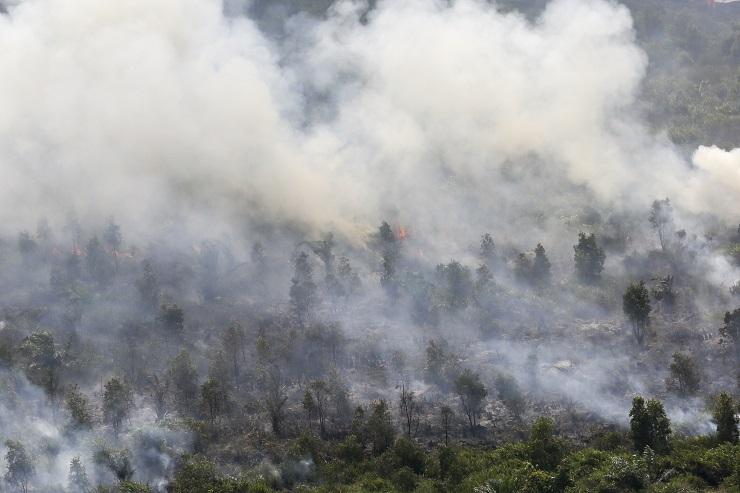 100 Hektar Hutan Lindung di Gunung Seulawah Terbakar