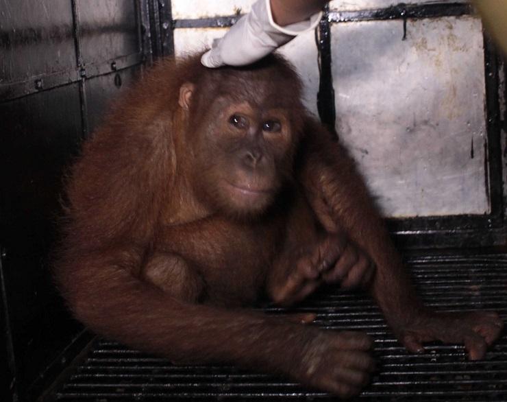 Anak Orangutan Sumatra Ditemukan Mati di Bukit Lawang