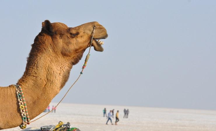 Rajasthan's camels are dwindling in numbers (Photo: Jasvinder Sehgal)