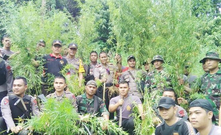 Polisi Aceh Utara Temukan Ladang Ganja 8 Hektare