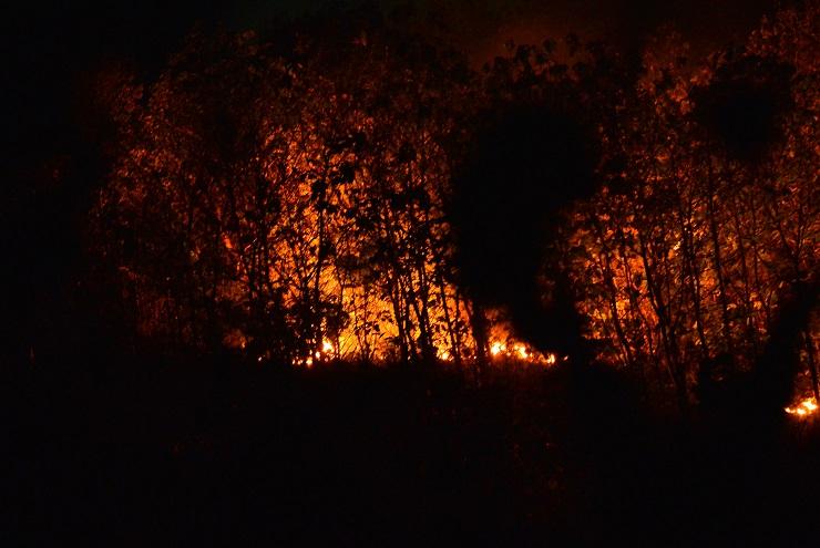 Asap Kebakaran Hutan Ganggu Lalu Lintas Pantura