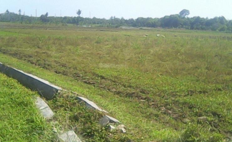 Petani dan Perusahaan Tambang Pasir Kuarsa Berebut Air, Sawah di Rembang Telantar