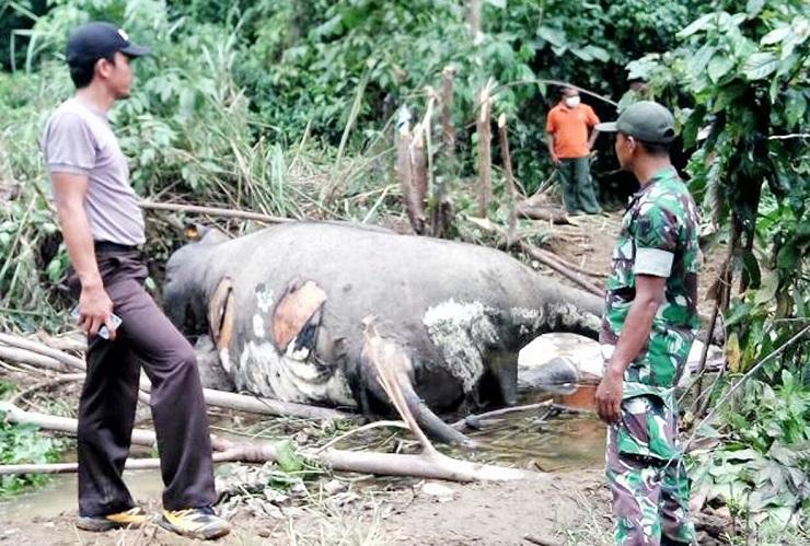 Polisi Selidiki Motif Kematian Gajah di TN Leuser