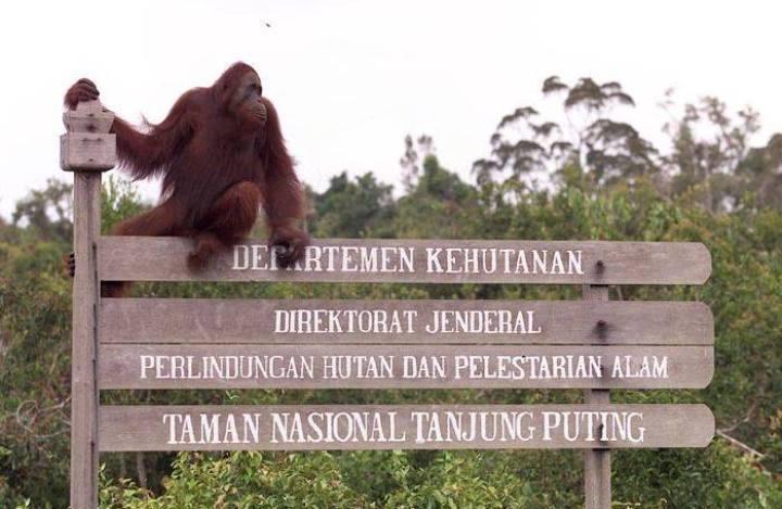 TN Tanjung Puting Buka Destinasi Wisata Baru 'Interaksi' dengan Orangutan
