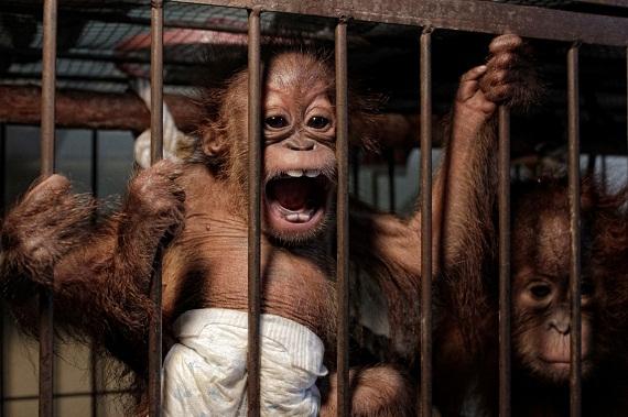 Pedagang Orangutan di Riau Dijatuhi Vonis 2,5 Tahun Penjara