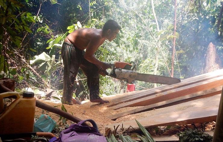 Dalam Enam Bulan, Illegal Logging di Leuser Capai Seribu Kasus