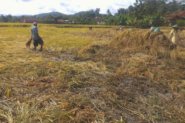 Cuaca Ekstrem Rusak Puluhan Hektar Tanaman Padi di Banyumas