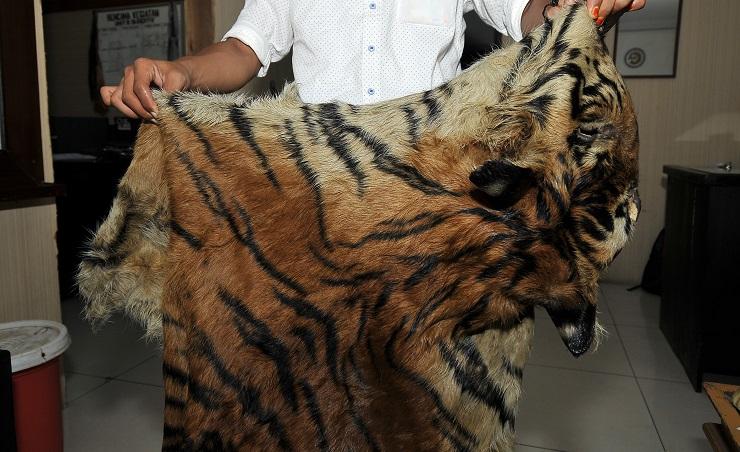 Jual Kulit Harimau Sumatra, Hakim Vonis Terdakwa  34 Bulan Penjara