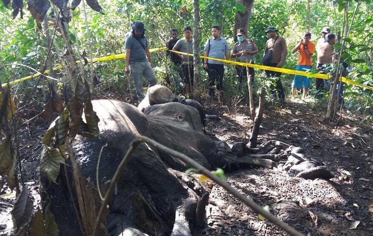 Pembunuhan Gajah, Polisi Periksa Tiga Warga Aceh Tengah