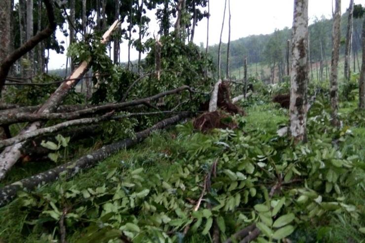 Diterjang Puting Beliung, Belasan Rumah Rusak & Ratusan Pohon Tumbang