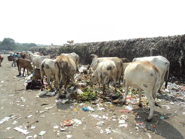 Pemkot Solo Berlakukan Aturan Khusus bagi Ternak Pemakan Sampah jadi Hewan Kurban