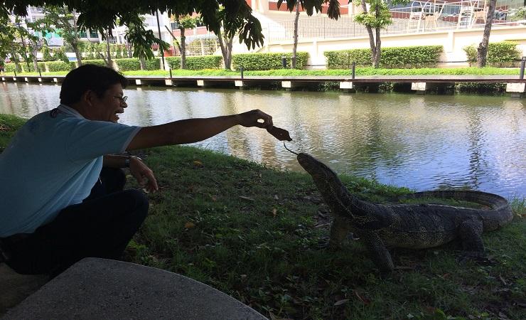 Asian water monitor lizards spend their time in Bangkok's Lumpini Park, and are now under threat (Ph