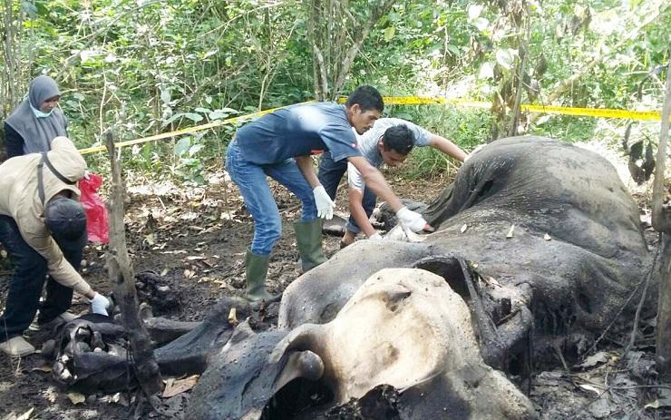 Lagi, Gajah Mati Ditemukan di Kabupaten Aceh Timur