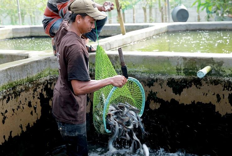Banyuwangi Klaim Program 10 Ribu Kolam Ikan Air Tawar Berjalan Sukses