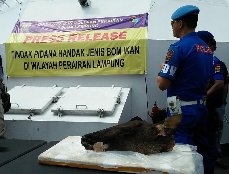 Polisi Tangkap 2 Pemburu Rusa di Taman Nasional Way Kambas Lampung