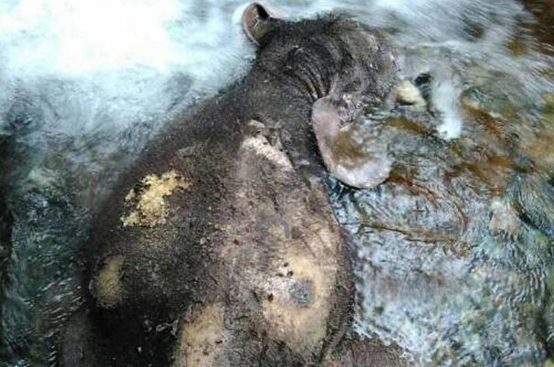 Bayi Gajah Ditemukan Mati  di Alur Sungai Pidie