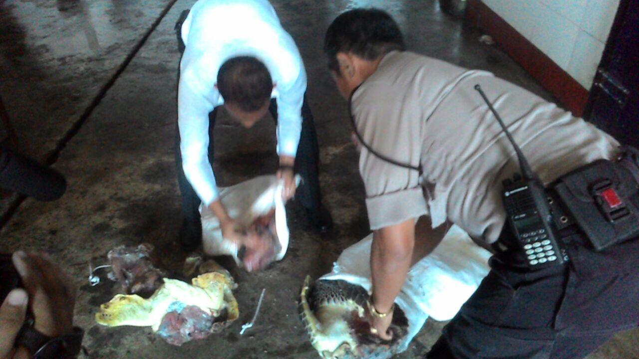 Polda Bali Sita 600 Kilogram Daging Penyu Selundupan