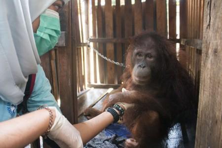 Tengah Berladang, Petani  Sungai Bedaun Kotawaringin Barat Diserang Orangutan