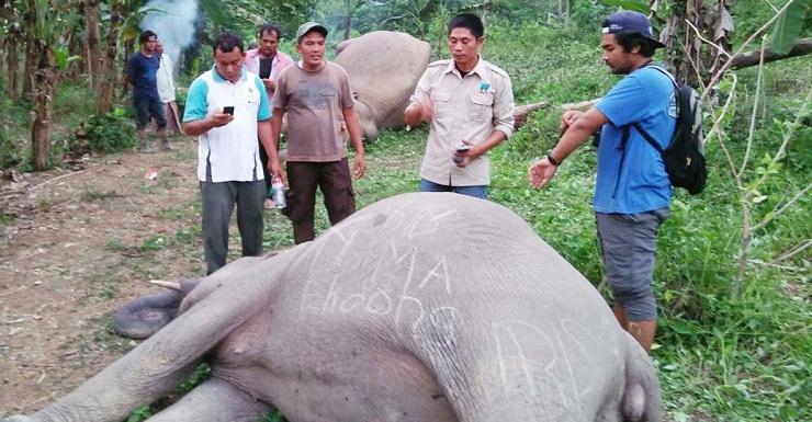 2 Gajah Liar Tewas Tersengat Pagar  Listrik di Aceh Timur
