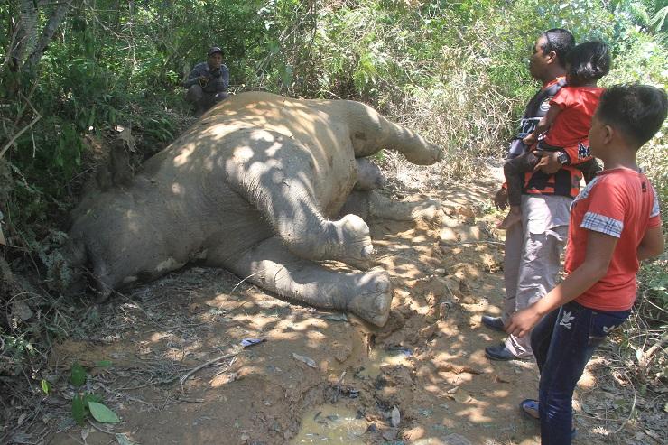 Ini Dugaan Sementara Sebab Kematian Gajah di Aceh Timur