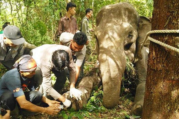 Ditembak Pemburu, Gajah Betina di Aceh Besar Luka Parah