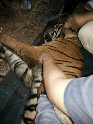 Tangkap Harimau, Kepolisian  Dhamasraya Tahan 3 Pemburu