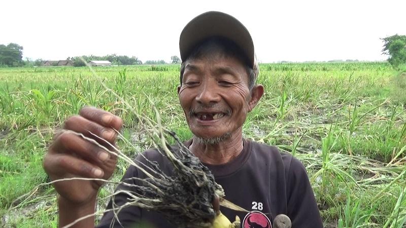 Cuaca tak Menentu, Petani  Jagung di Jombang Gagal Panen
