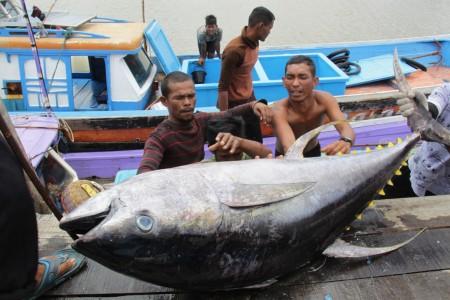 KKP Kaji Pengenaan Pajak Ekspor  Ikan Mentah