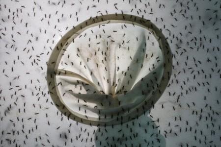 Ada Virus Zika, Revisi UU Wabah Tak Perlu Dikebut