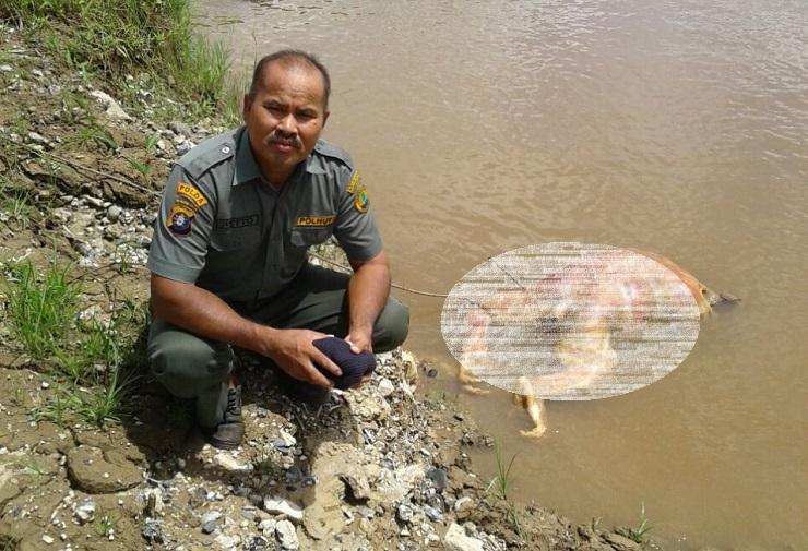 Orangutan Ditemukan Tewas Mengambang di Sungai Barito