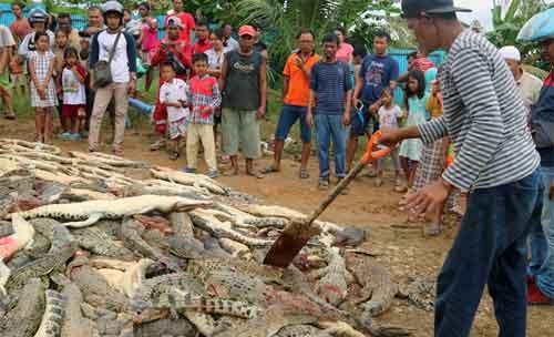 Warga melihat ratusan bangkai buaya (Crocodylidae) usai dibantai warga setempat di Kabupaten Sorong,