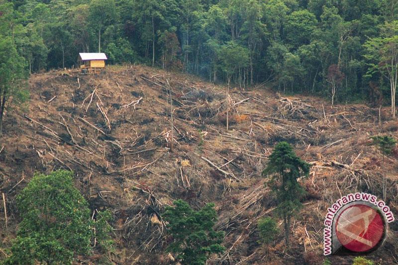 Ratusan Hektar Hutan di Taman Wisata Alam Bukit Kaba Ditebang Warga