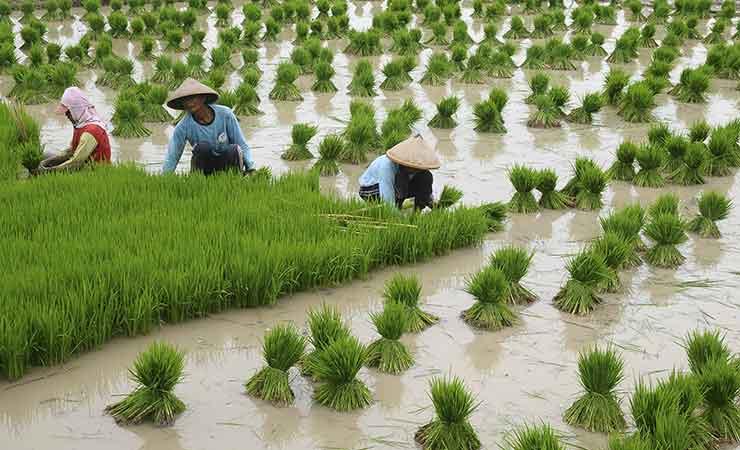 Ilustrasi: Petani menyiapkan bibit padi