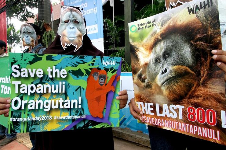 25 Ilmuwan Dunia Surati Jokowi Terkait Penyelamatan Orangutan Tapanuli