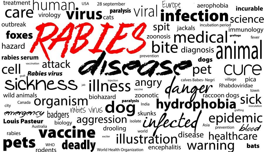 [Advertorial] Waspada Bahaya Penyakit Rabies