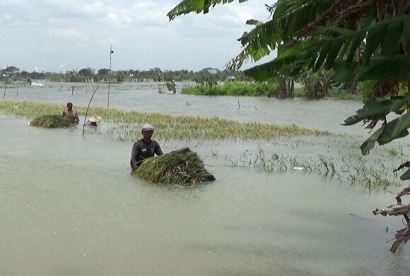 Ratusan Hektare Tanaman Padi Siap Panen di Jombang Kebanjiran