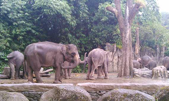 Yuk Intip Drama Gajah di Taman Safari Indonesia