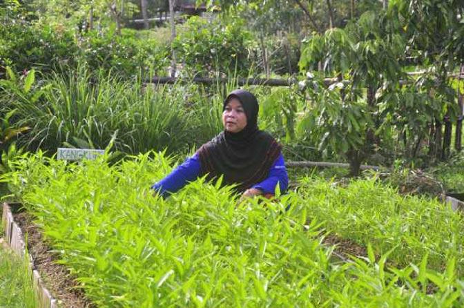  Srikandi Petani Organik di Desa Pitusunggu