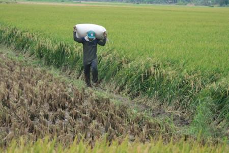 Petani di Rembang Keluhkan Benih Padi Bantuan Pemerintah