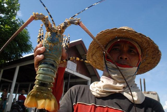 Sanksi Akan Repotkan Importir Udang Amerika Serikat